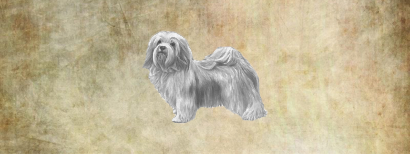 History-of-the-Havanese-main